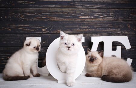 Scottish straight and scottish fold kittens. The pussy hid behind the letters.の写真素材