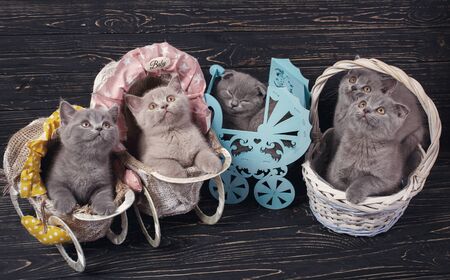 Scottish straight and scottish fold kittens. Funny kitten with decorationsの写真素材