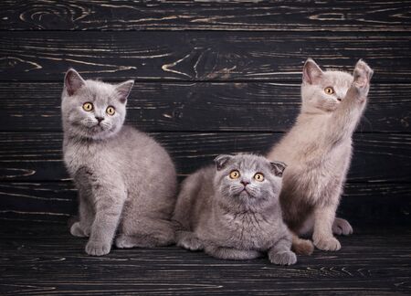 Scottish straight and scottish fold kittens. Miles are fluffy kittensの写真素材