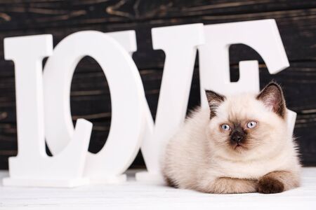 Scottish straight cat cream color on a dark backgroundの写真素材