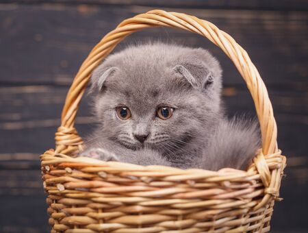 Scottish fold kitten. The kitten looks to the left. A puffy kitten sitting in a basket. Fluffy gray kitten with decorations on a black backgroundの写真素材