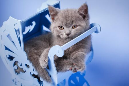Scottish straight kitten. The cat is lying in the light of a blue carriage. The cat conveniently laid down in the cradle. The kitten poses in front of the photographer. On a blue backgroundの写真素材