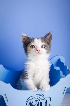 Kitty in a decorative blue box on a blue background. Fluffy catの写真素材