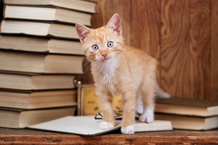 A kitten stands in an open book and looks at the camera. A cat in the library reads a book. on a wooden backgroundの写真素材