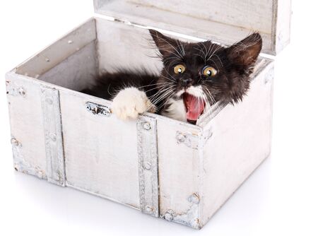 A playful kitty hides in a white box. The cat yawns. Isolated on a white backgroundの写真素材