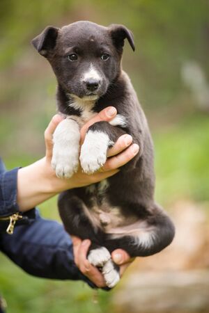 Homeless dog looking for a home. The problem of homeless animals. puppy on the hands of a veterinarian. Help animals.の写真素材