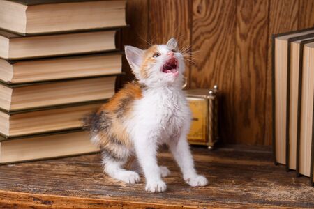 Kitty opened her mouth as if talking. A playful cat on the background of booksの写真素材