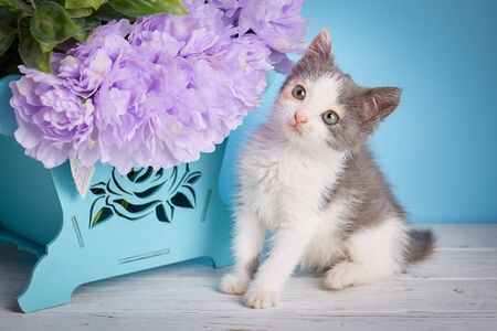 A cat stands next to a decorative box with flowers. Little fluffy kitten at the studioの写真素材