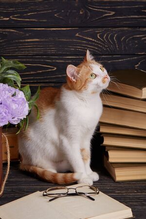 A cat in the library reads a book. The cat is sitting next to an open bookの写真素材