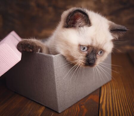 Scottish straight cat cream color. Template for cat food packaging. Purebred Kittens at the photo studio. Kitten is in the gift boxの写真素材