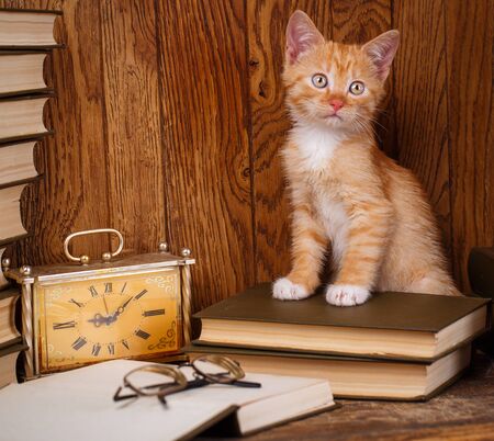 The Playful cat stands at the open book with the glasses. A cat on a wooden bookcaseの写真素材