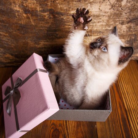 Scottish straight cat cream color. Template for postcard to women's day. A playful kitten in the boxの写真素材