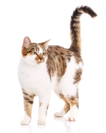 Happy cat on a white background. Cat without breed. Photo for advertising. Cat Posterの写真素材