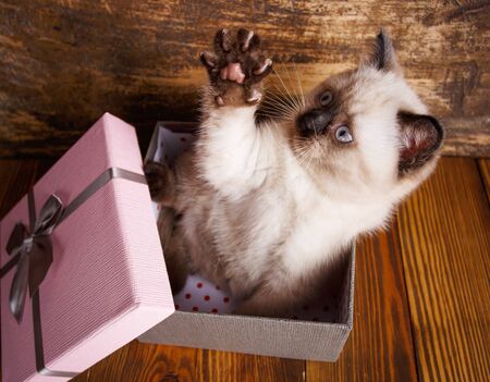 Scottish straight cat cream color. Template for cat food packaging. A playful kitten in the box. The cat opens a box with a pawの写真素材