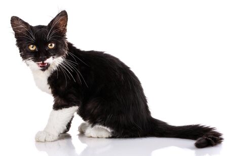 Kitten with white mustaches sits side by side. Black and white kitten isolated on white background.の写真素材