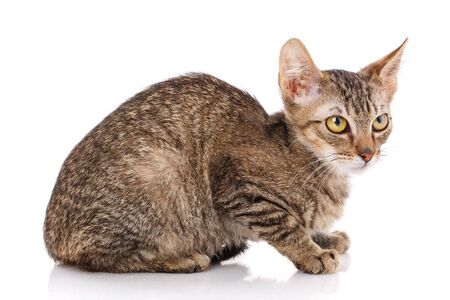 Cat is isolated on white. Pet. A true friend. Cute kittyの写真素材