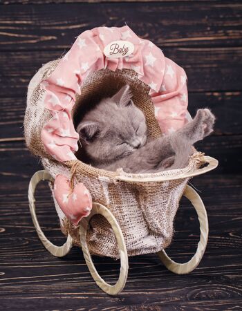 Scottish straight kitten. Fluffy gray kitten with decorations on a black backgroundの写真素材