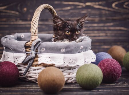Kitty in the basket. The cat looks at the ballsの写真素材