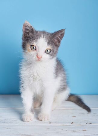 White and gray kitten on a white table. The cat poses for the photographerの写真素材