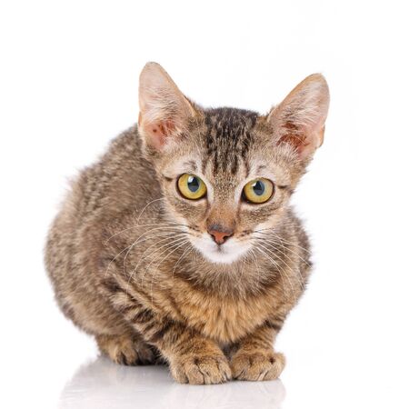 Pets, animals and cats concept - portrait of a striped catの写真素材