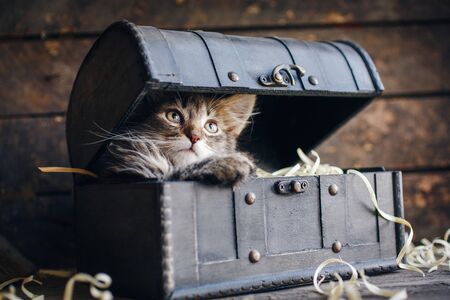 Playful gray kitten in a box. The kitty's foot on the boxの写真素材