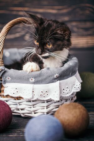 Black and white kitten in the basket. A playful kittenの写真素材