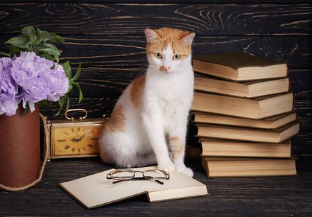 Pussy looks in book. A cat in the library reads a book. The cat is sitting next to an open bookの写真素材