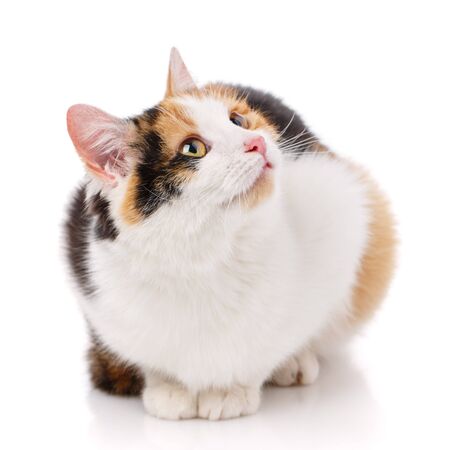 Cat, pet, and cute concept - cat on a white background. Cat posterの写真素材