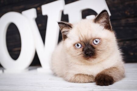 Scottish straight cat cream color. As a design element gift wrapping. Scottish purebred kitten during a professional shooting. Cat lying in front of letters on a dark backgroundの写真素材
