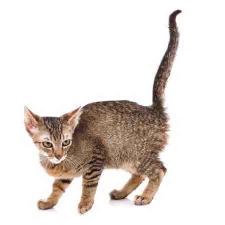 Cat is isolated on white. Pet. A true friend. Cute kittyの写真素材