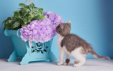 Cat sniffing flowers. White and gray kitten on a white tableの写真素材
