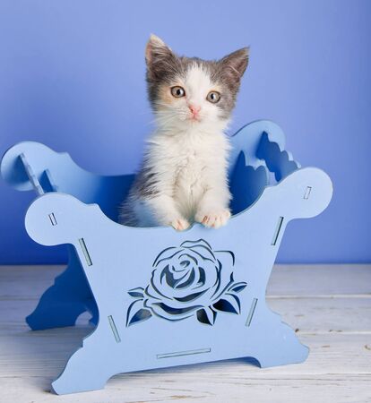 Fluffy kitten in a decorative box. The cat poses for the photographerの写真素材