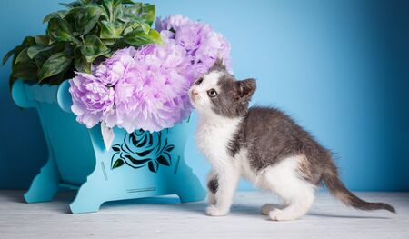 Kitten standing near the side of the box with flowers. Fluffy white and gray kitten on a white table on a blue backgroundの写真素材