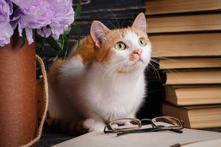 A playful pussy sits at the book and looks up. Cat near open book with glasses. Cat sits near books on dark wooden backgroundの写真素材
