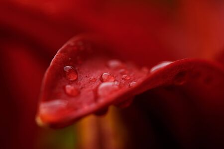 Red beautiful rose macro with water drops, floral backgroundの写真素材