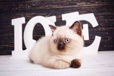 As an element of the design of the showcase. Purebred Kittens at the photo studio. Cat lying in front of letters on a dark backgroundの写真素材