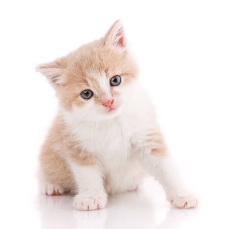 Beautiful cat isolated on white backgroundの写真素材