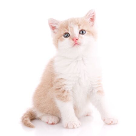 Cat, pet, and cute concept - kitten on a white background. Cat posterの写真素材