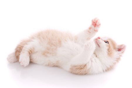 Cute playful kitten cat isolated on white. Pet lying on the backの写真素材