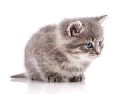 Portrait of a cat on a white background looks sidewaysの写真素材
