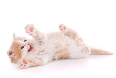 A little cute kitty lying on her back. Funny creepy kitten on a white backgroundの写真素材