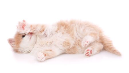 Cute playful kitten cat isolated on white. Pet lying on the backの写真素材