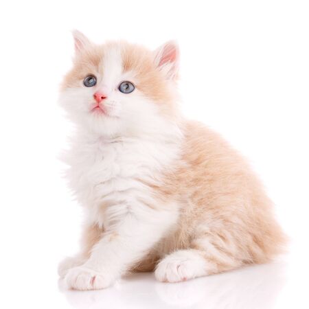 Cat, pet, and cute concept - kitten on a white background. Cat posterの写真素材