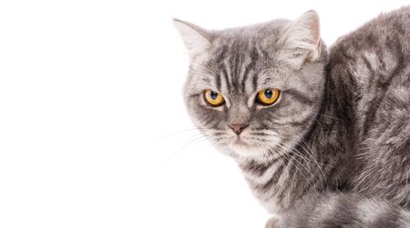 Thoroughbred British straight cat on a white background. Pet. Beautiful home cat.の写真素材