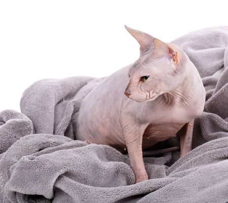 Young canadian sphinx cat on white backgroundの写真素材