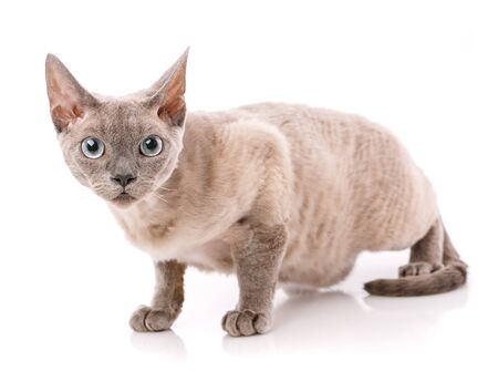 Devon Rex kitten on a white background, studio shootの写真素材