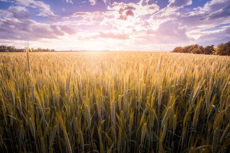 Wheat field on the blue sky background. Field of golden ears on the background of the sky with clouds.の写真素材