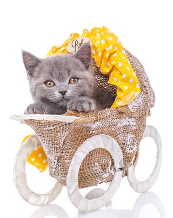 Scottish straight kitten. A kitten like a small child is in a stroller. Purebred kitten at the photo studio.の写真素材