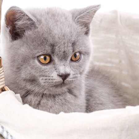 Scottish straight kitten. Funny furry kitten carefully watching. The gray kitten in the basket looks to the right. Isolated on a white background.の写真素材