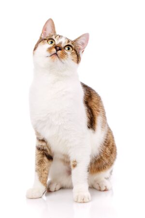 Cat is isolated on white. Cat poster. Kitty without breed.の写真素材